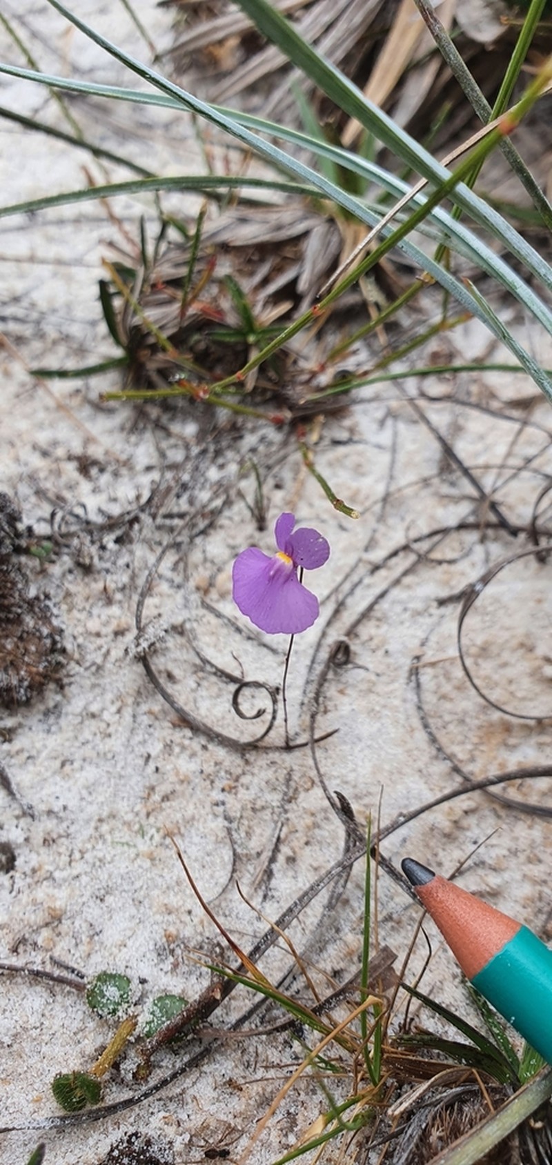 Utricularia purpureocaerulea photo 5