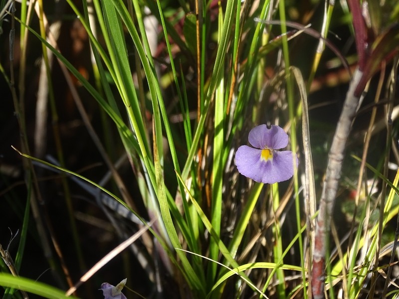 Utricularia purpureocaerulea photo 6