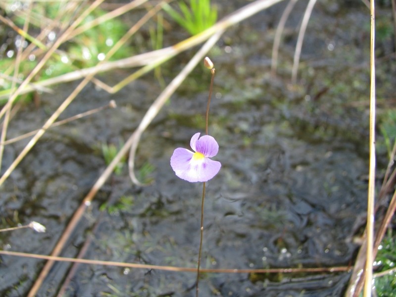 Utricularia purpureocaerulea photo 7