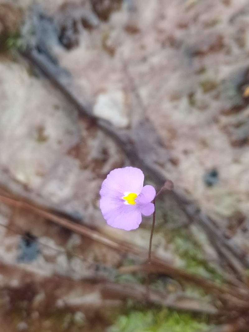 Utricularia purpureocaerulea photo 8
