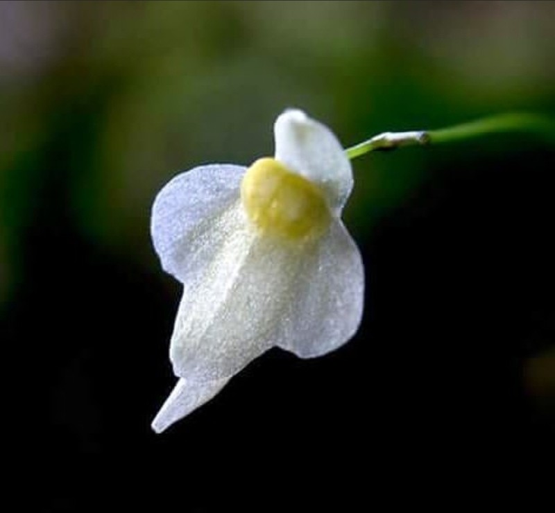 Tiny Bladderwort photo 3