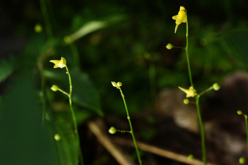 Tiny Bladderwort photo 4