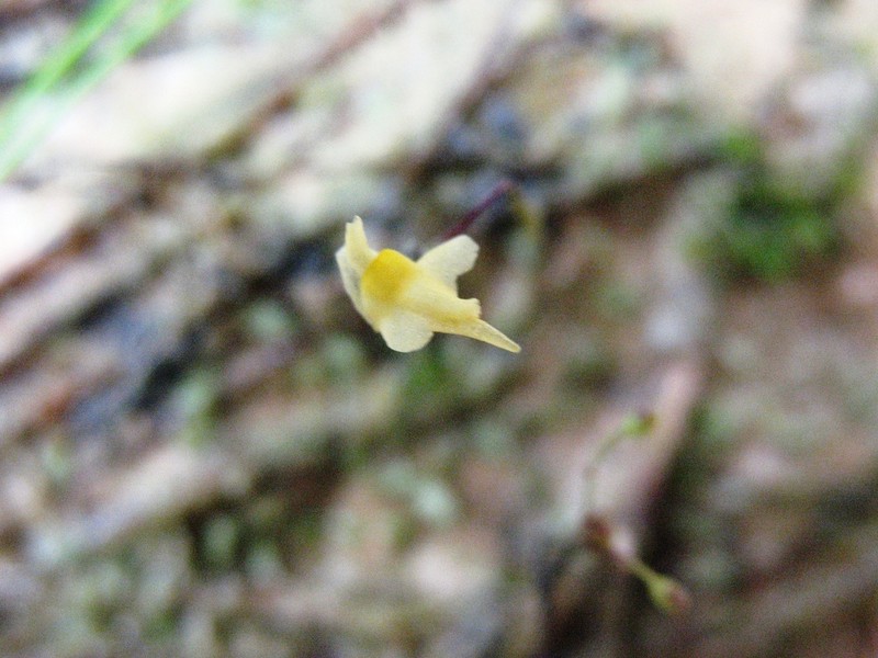 Tiny Bladderwort photo 5