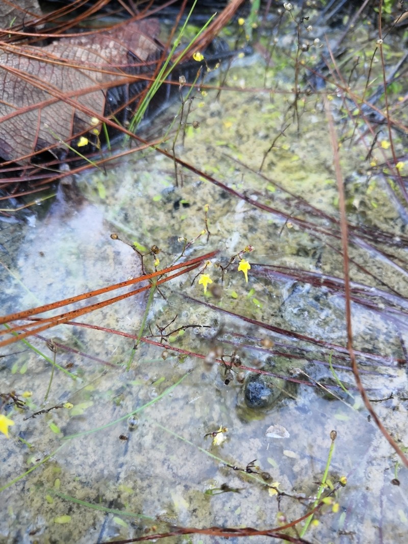 Tiny Bladderwort photo 6
