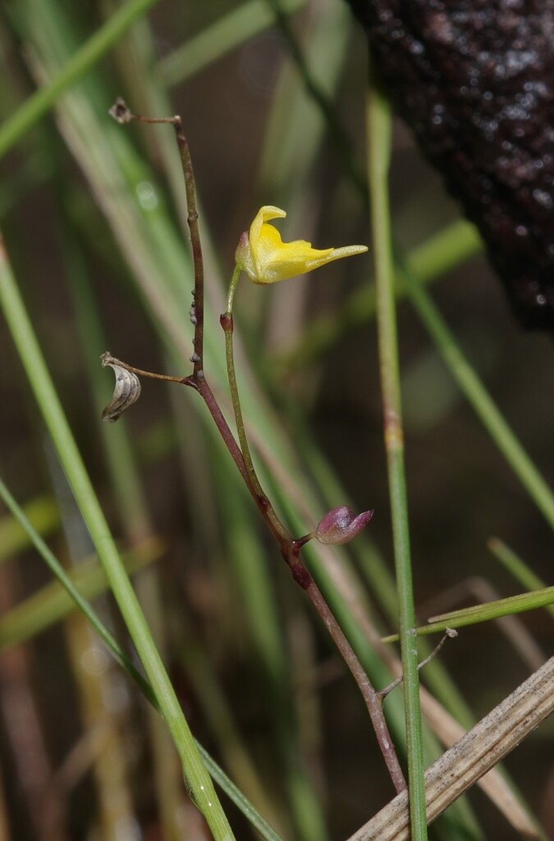 Tiny Bladderwort photo 7
