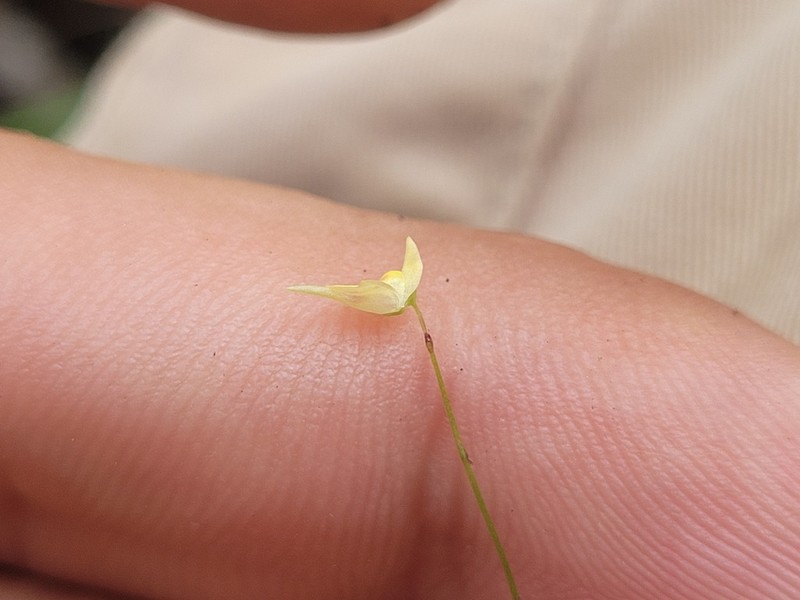 Tiny Bladderwort photo 8