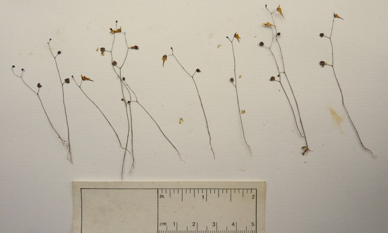 Tiny Bladderwort photo 3