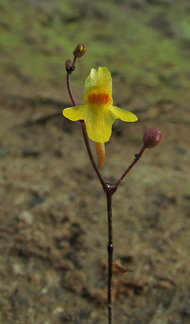 Tiny Bladderwort photo 4