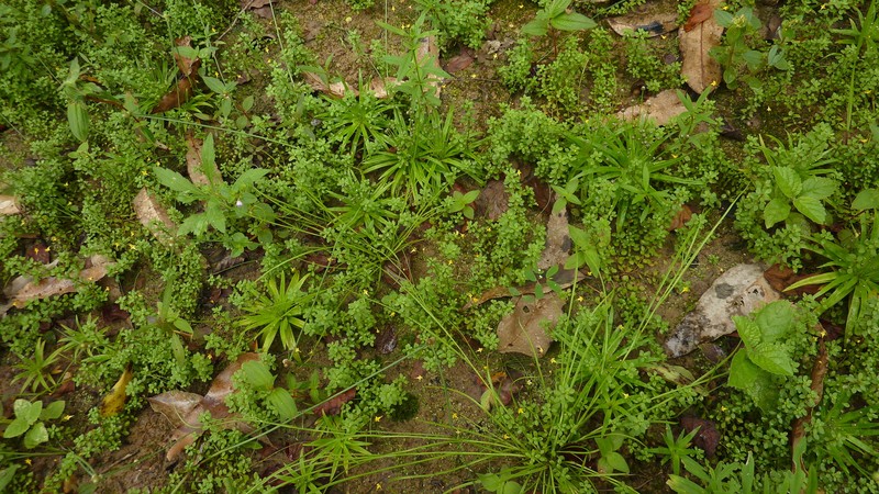 Tiny Bladderwort photo 2