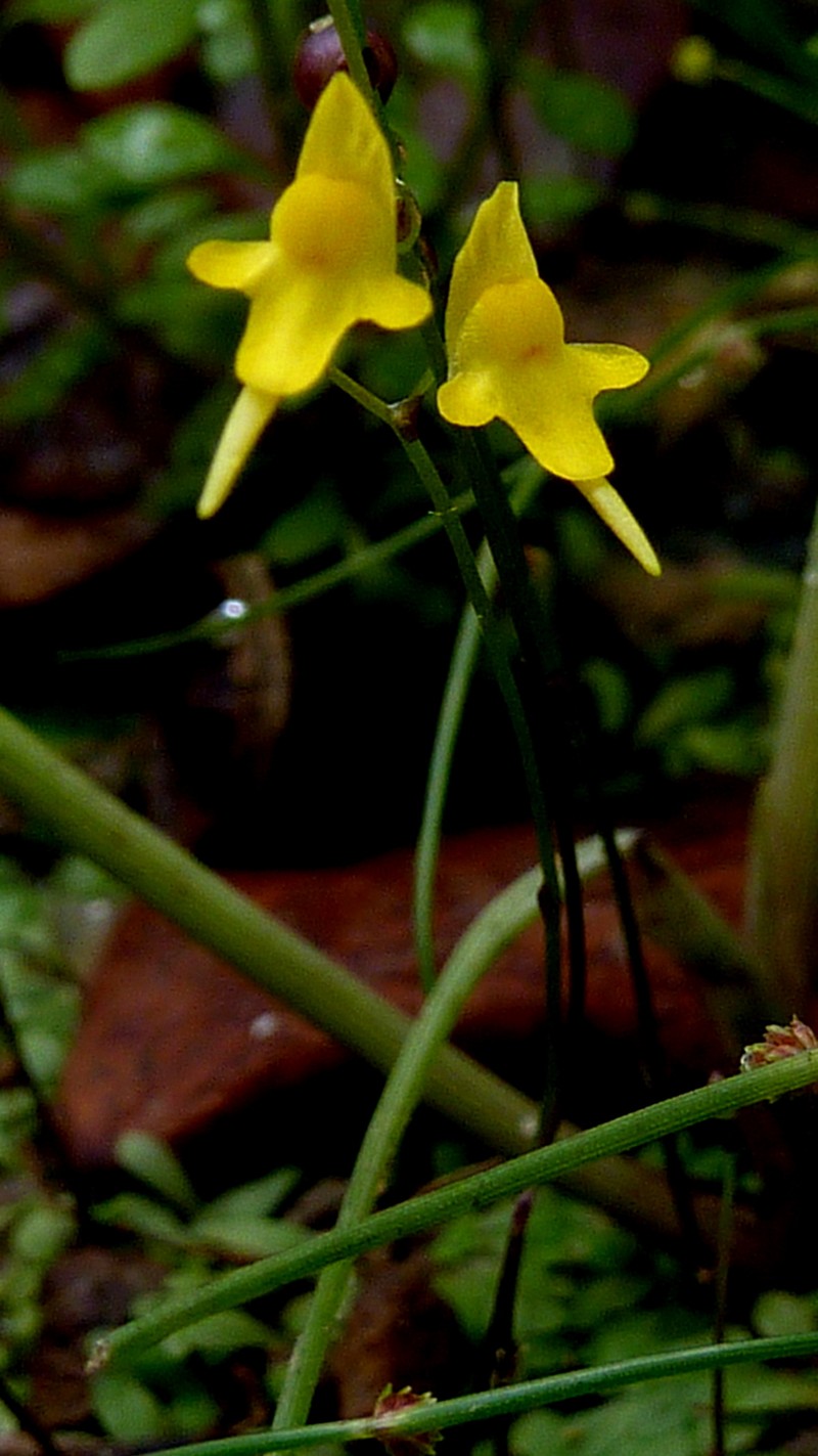 Tiny Bladderwort