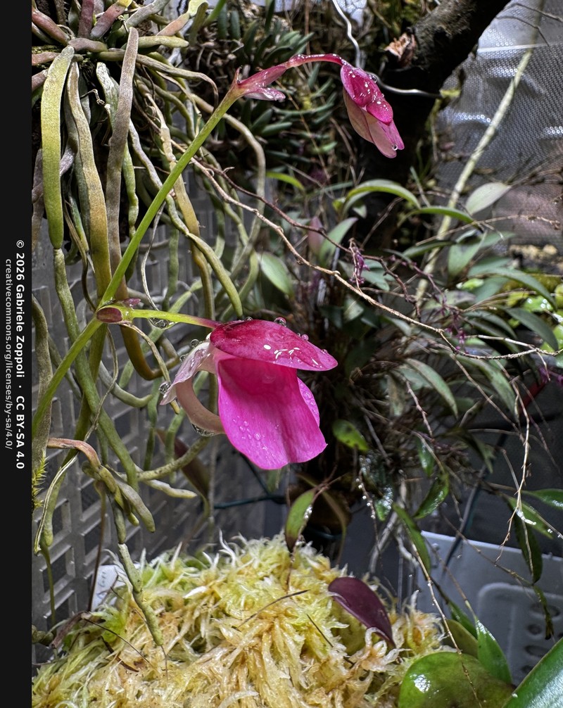 Utricularia quelchii photo 2