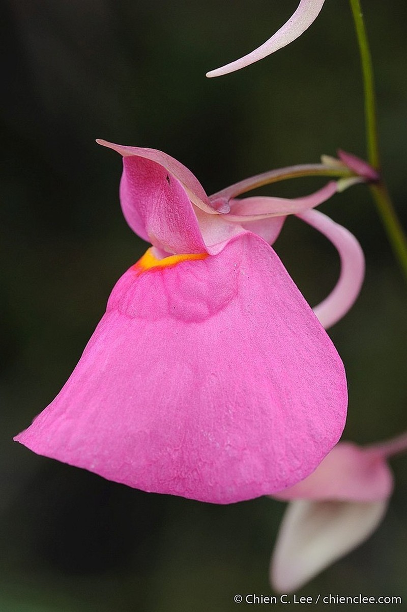 Utricularia quelchii photo 4