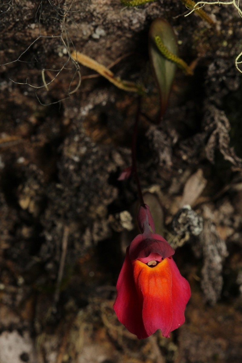Utricularia quelchii photo 6