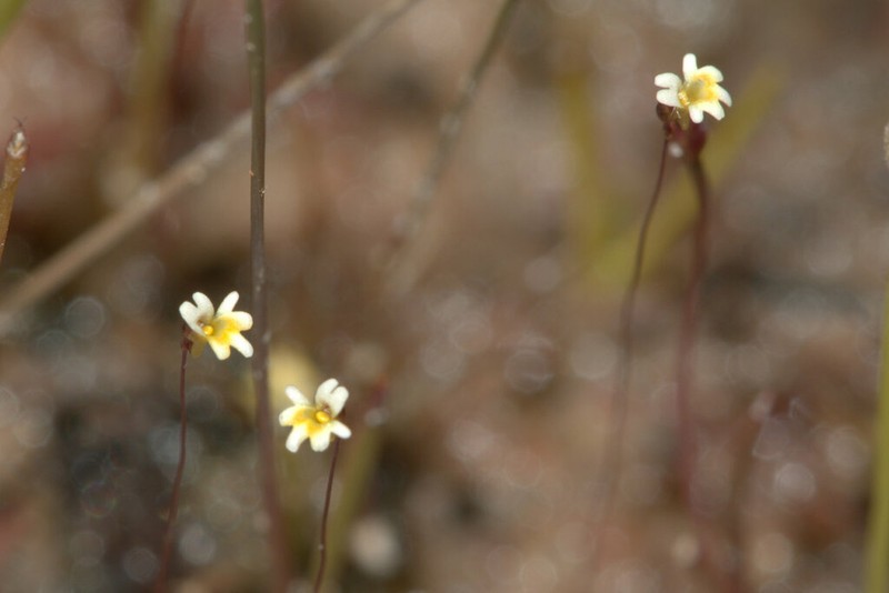 Utricularia quinquedentata