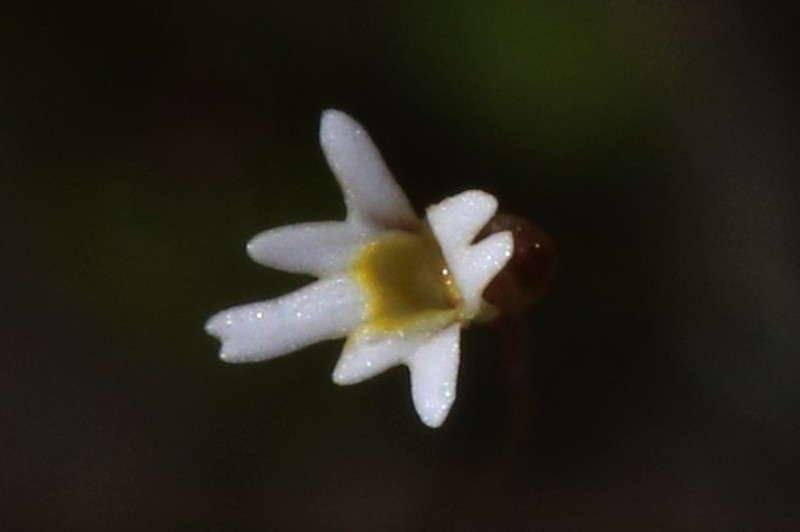 Utricularia quinquedentata photo 2