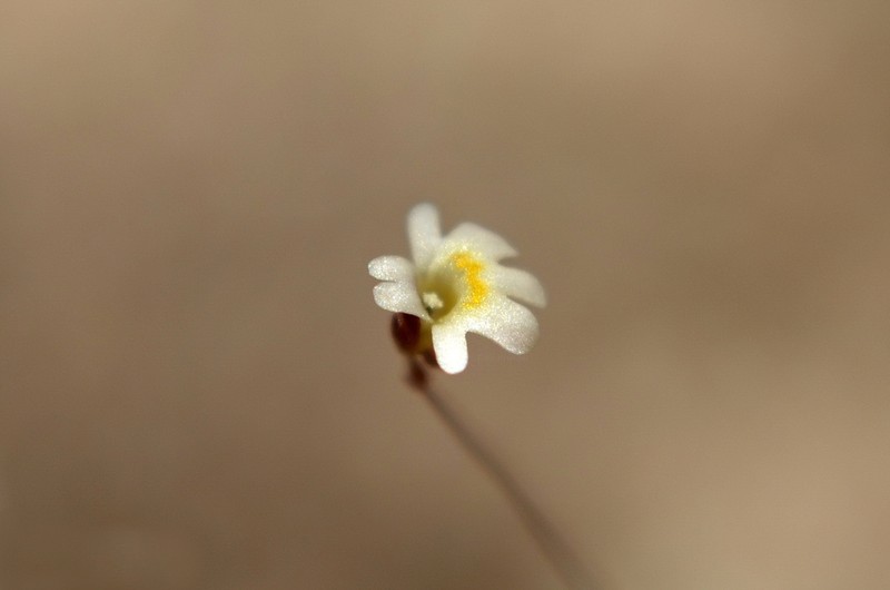 Utricularia quinquedentata photo 3