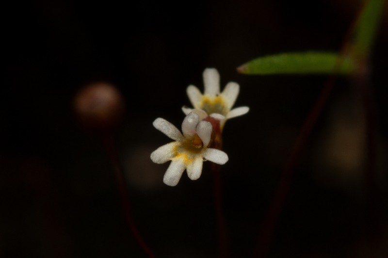 Utricularia quinquedentata photo 4