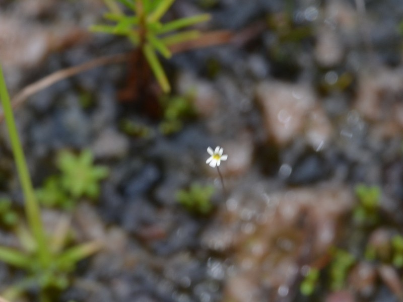 Utricularia quinquedentata photo 5