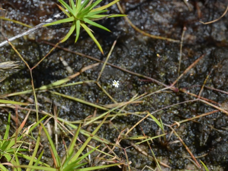 Utricularia quinquedentata photo 6