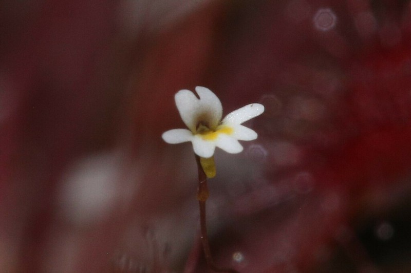 Utricularia quinquedentata photo 7
