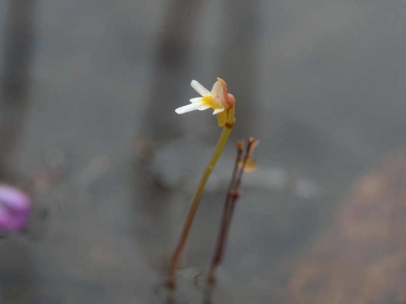 Utricularia quinquedentata photo 8
