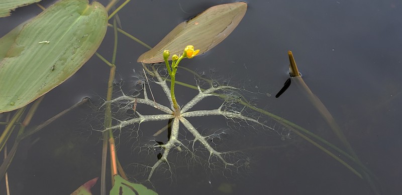 Little Floating Bladderwort photo 3