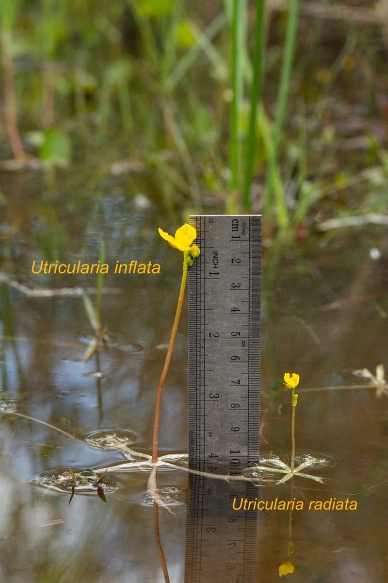 Little Floating Bladderwort photo 4