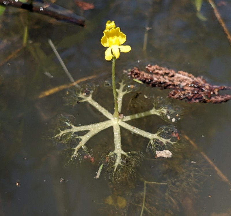 Little Floating Bladderwort photo 5