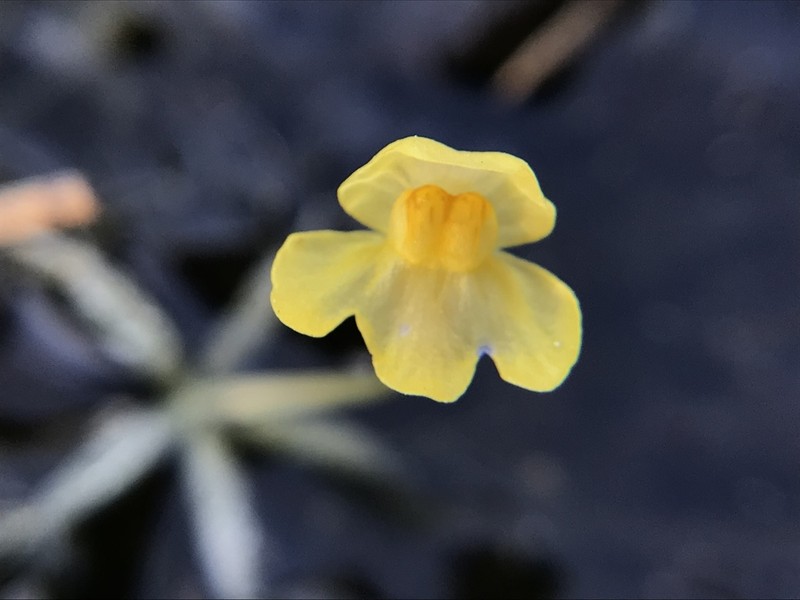 Little Floating Bladderwort photo 6