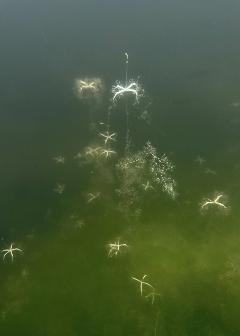 Little Floating Bladderwort photo 7