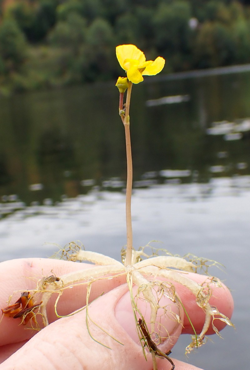 Little Floating Bladderwort photo 8
