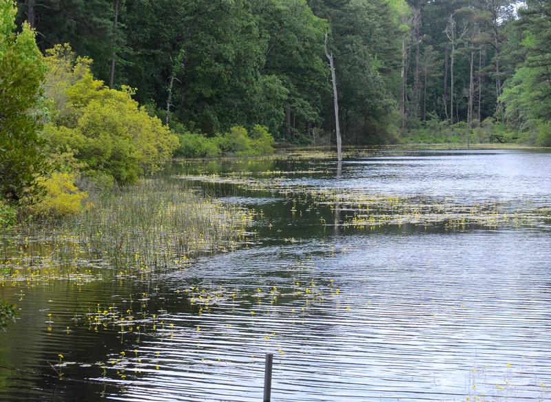 Little Floating Bladderwort photo 2