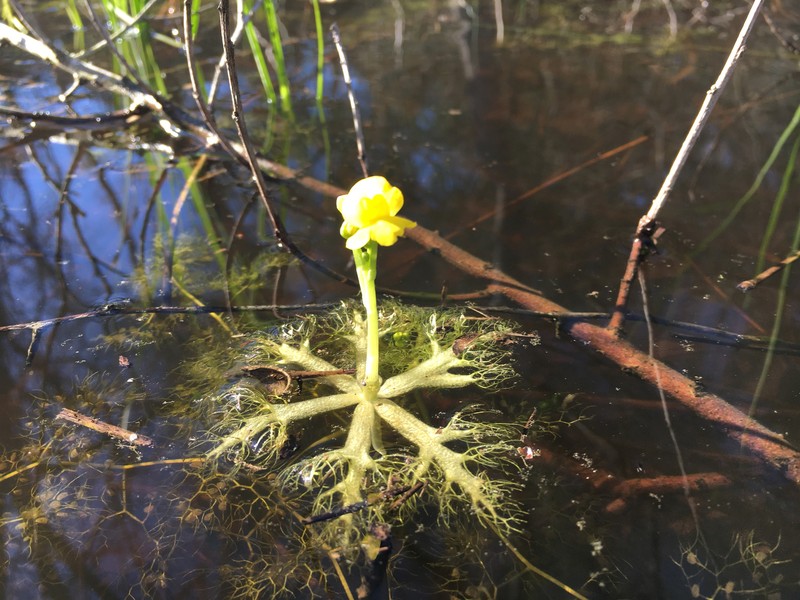 Little Floating Bladderwort photo 4