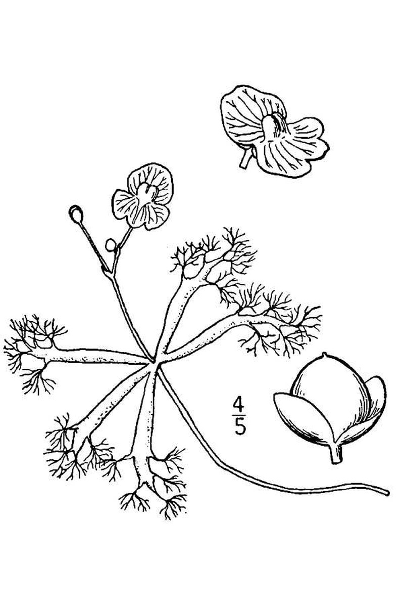 Little Floating Bladderwort photo 5