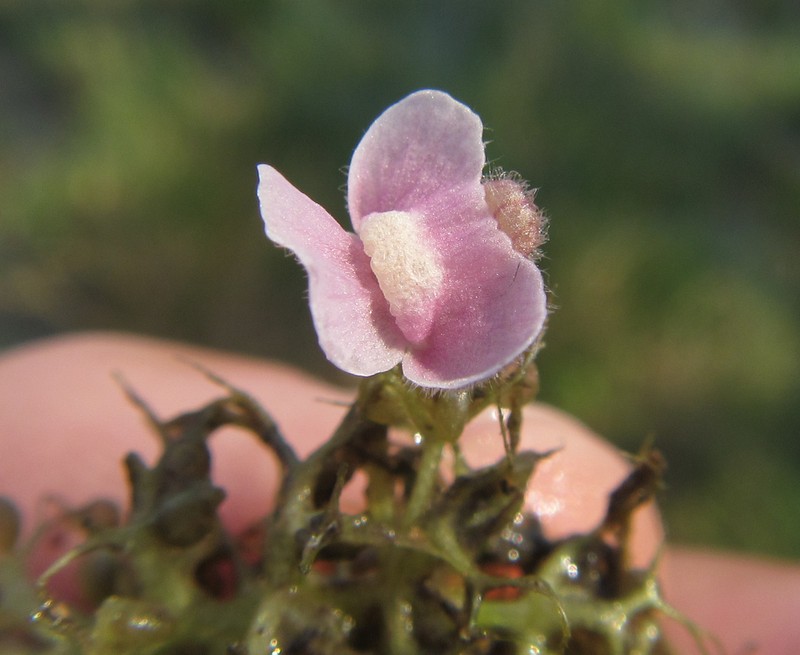 Utricularia raynalii
