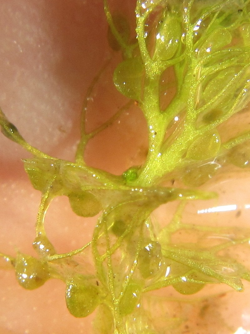 Utricularia raynalii photo 3