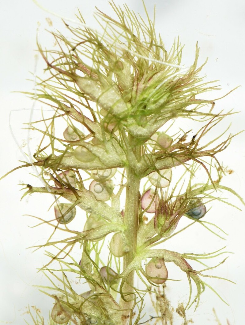 Utricularia raynalii photo 4