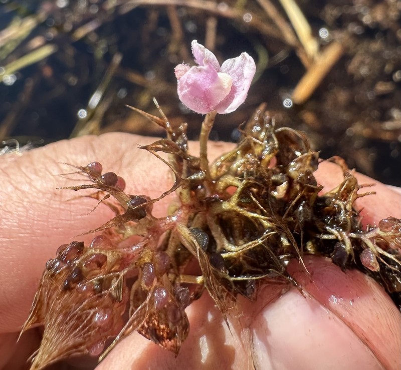 Utricularia raynalii photo 5