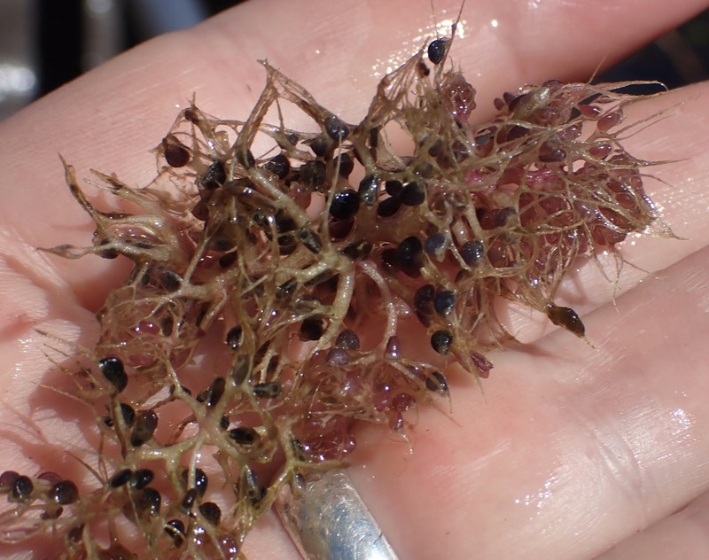 Utricularia raynalii photo 7