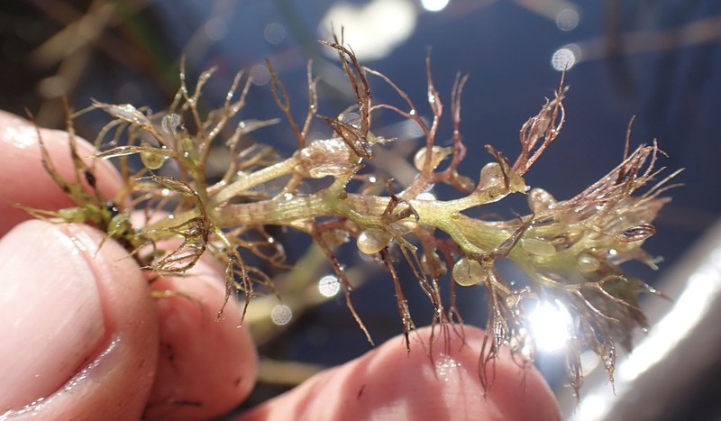 Utricularia raynalii photo 8