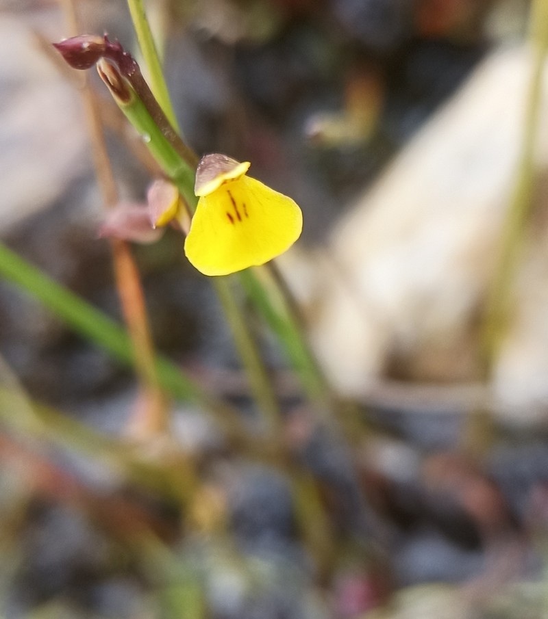 Utricularia recta
