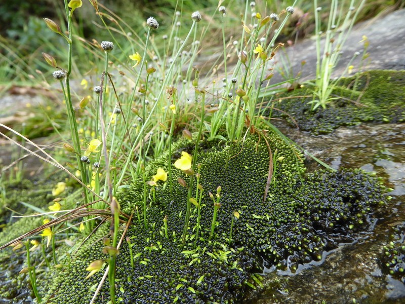 Utricularia recta photo 2