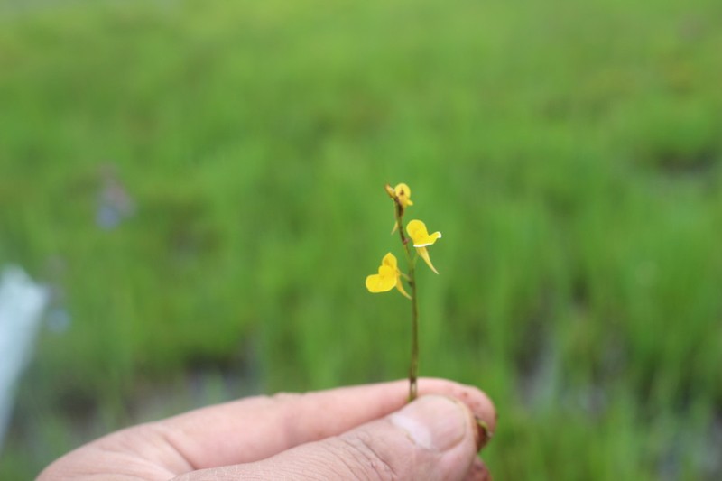 Utricularia recta photo 3