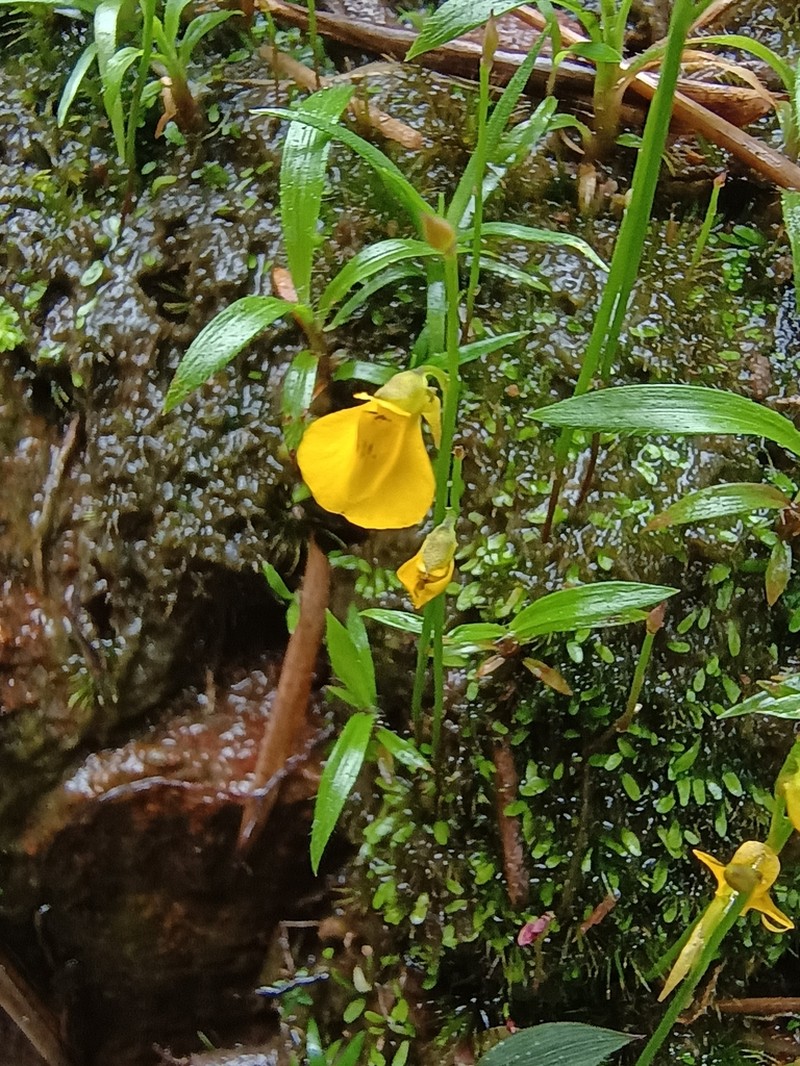 Utricularia recta photo 4