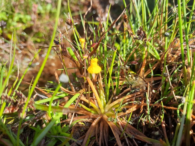 Utricularia recta photo 5