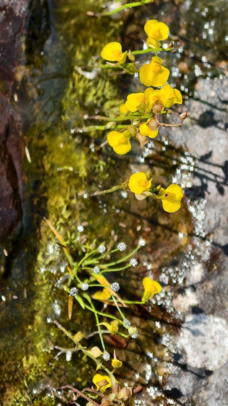 Utricularia recta photo 6