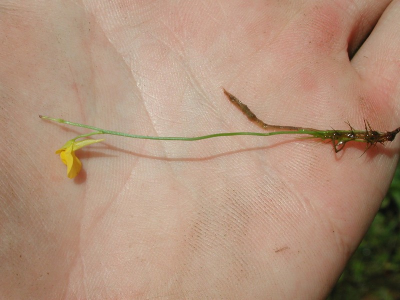 Utricularia recta photo 7