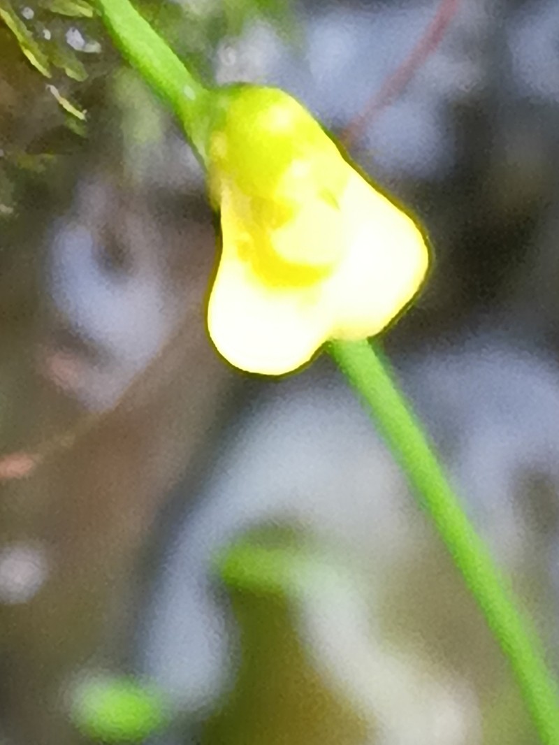 Utricularia recta photo 8