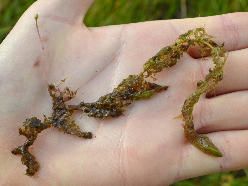 Utricularia reflexa