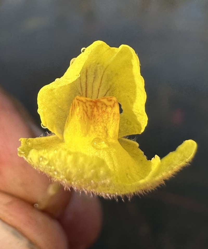 Utricularia reflexa photo 2